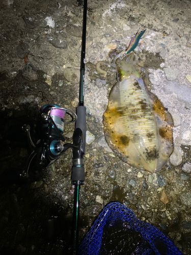 アオリイカの釣果