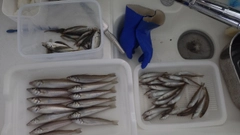 キスの釣果