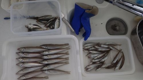 キスの釣果