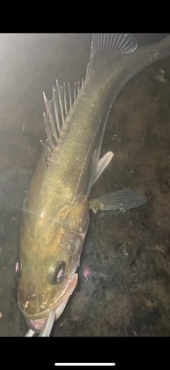 シーバスの釣果