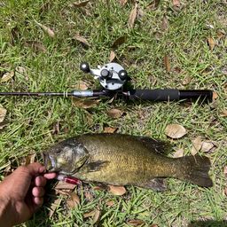 スモールマウスバス