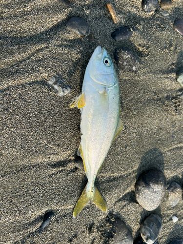 ワカナゴの釣果