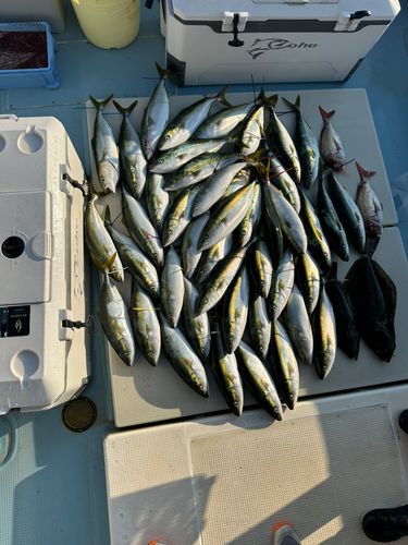 ハマチの釣果