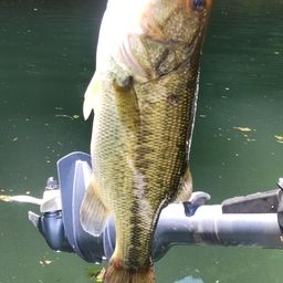 ラージマウスバス