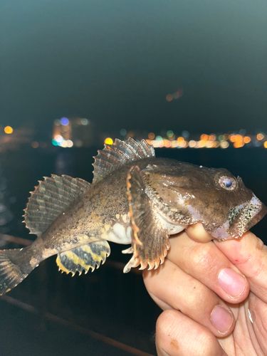 ギスカジカの釣果