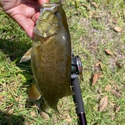 スモールマウスバス