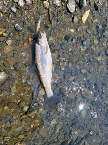 ホウライマスの釣果