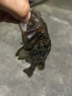 ソイの釣果