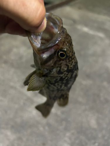 ソイの釣果