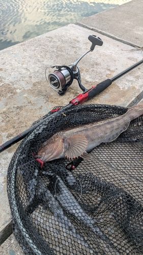 アイナメの釣果