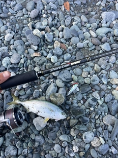 ワカシの釣果