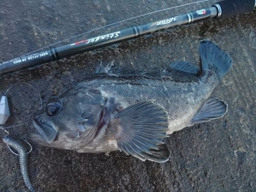クロソイの釣果