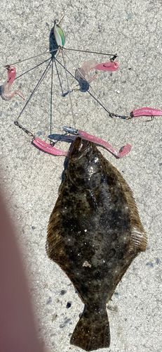 ヒラメの釣果