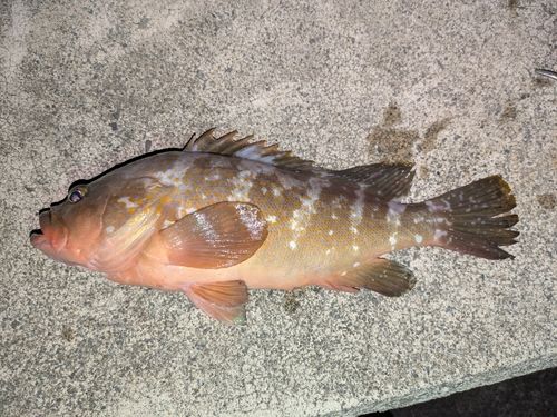アコウの釣果