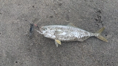 ブリの釣果