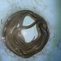 ニホンウナギ