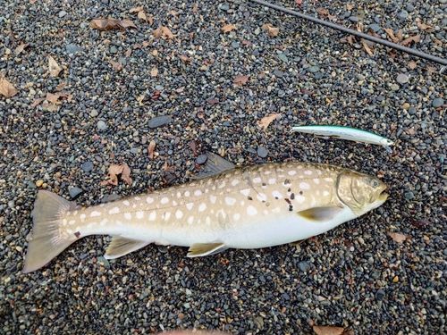 アメマスの釣果