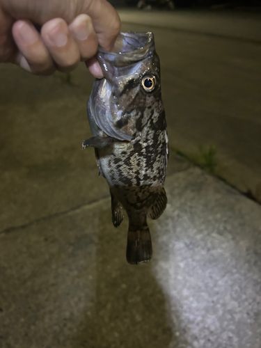 ソイの釣果