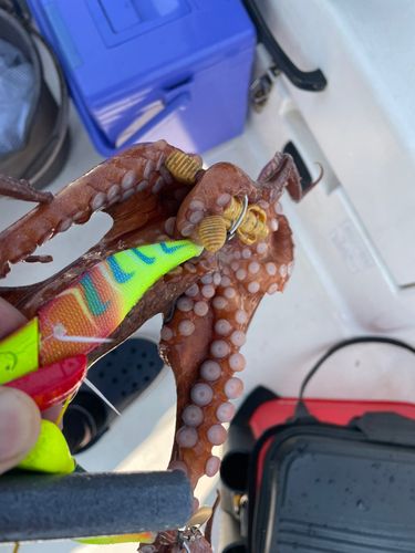 タコの釣果