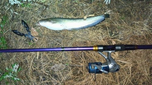 ニホンナマズの釣果