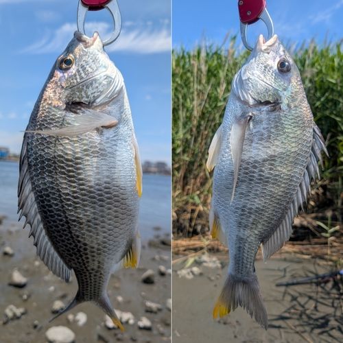キビレの釣果