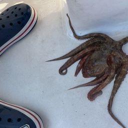 タコ