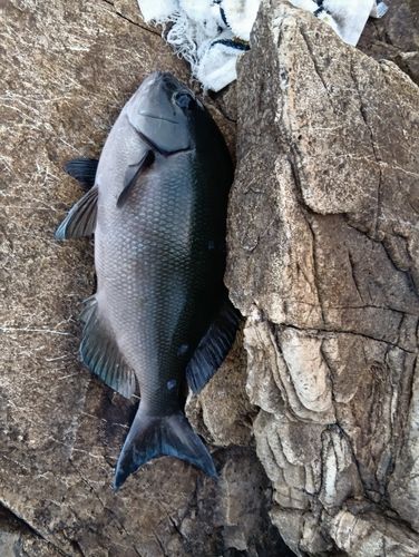 クロメジナの釣果