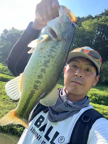 ラージマウスバスの釣果