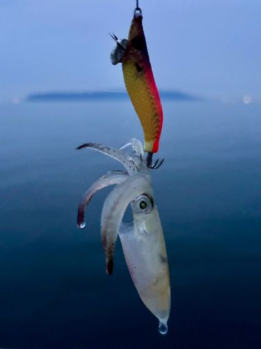 ヒイカの釣果