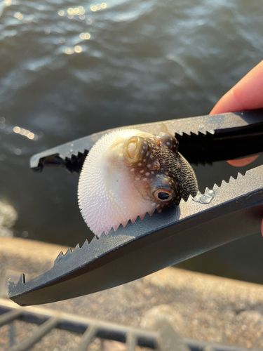 ショウサイフグの釣果