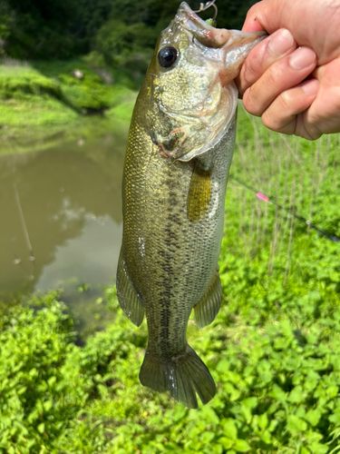 ラージマウスバスの釣果