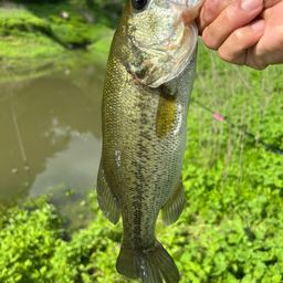 ラージマウスバス