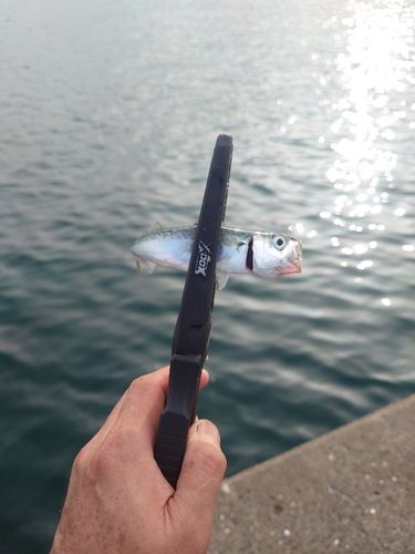 サバの釣果