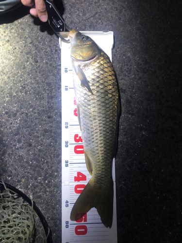 コイの釣果