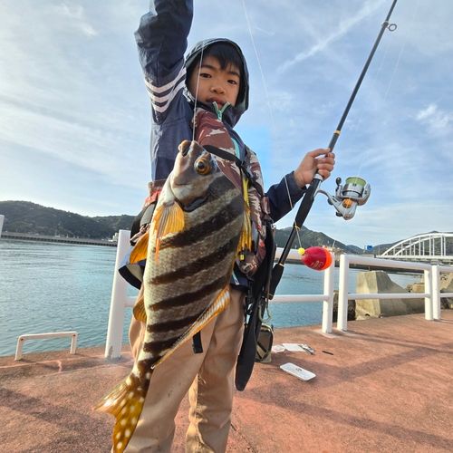 タカノハダイの釣果