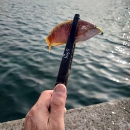 ベラ