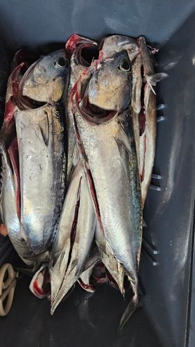 ソウダガツオの釣果