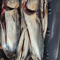 ソウダガツオ