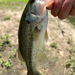 ラージマウスバス