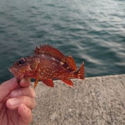 カサゴ