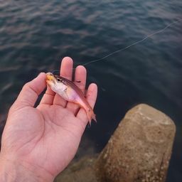 ネンブツダイ