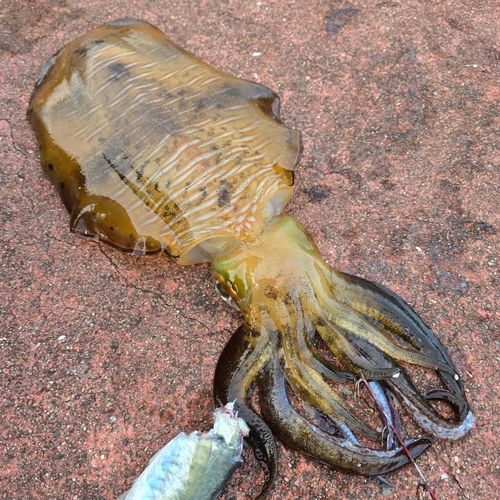 アオリイカの釣果