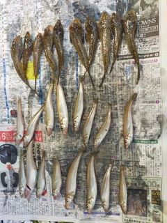 キスの釣果