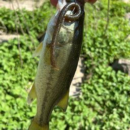 ラージマウスバス