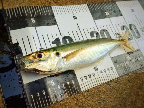 マルアジの釣果