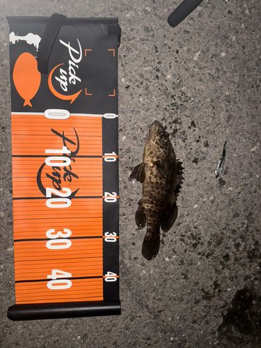 チャイロマルハタの釣果