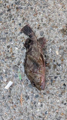 カサゴの釣果