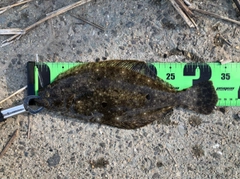 ヒラメの釣果