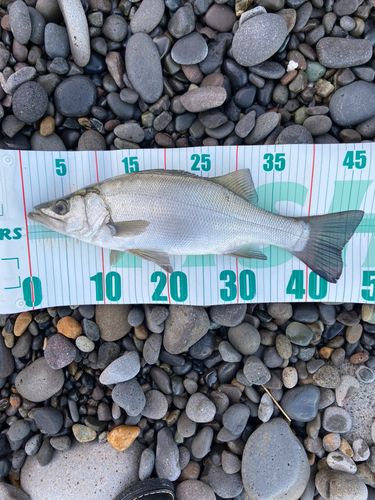 ヒラスズキの釣果