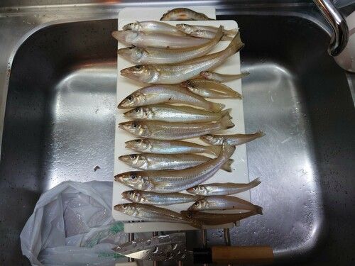 シロギスの釣果